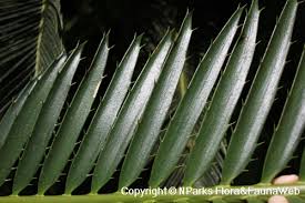 Image result for Encephalartos