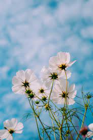 We did not find results for: Spring Wallpapers Free Hd Download 500 Hq Unsplash