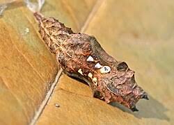 Image result for Polygonia c-album