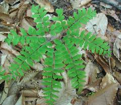 Image result for Adiantum incisum