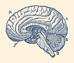 Check spelling or type a new query. Simple Brain Diagram Anatomy Poster Photograph By Vintage Anatomy Prints