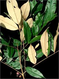 Image result for Connaraceae