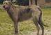 Irish Wolfhound Great Dane Long Hair