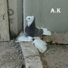 Malatya Guvercin Satim 2 Home Facebook