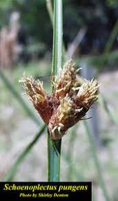 Image result for Schoenoplectus sp.no.3