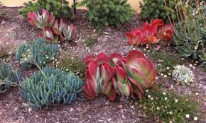 If you're looking for your yard to be an oasis for local fauna. Drought Tolerant Landscaping Orange County Ca Drought Resistant Plants Native Grass Irrigation