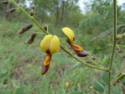 Image result for Conostomium zoutpansbergense