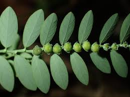 Image result for Phyllanthus beillei