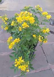 10 stunning yellow flowering shrubs 1. Bahama Cassia Florida Nursery Mart