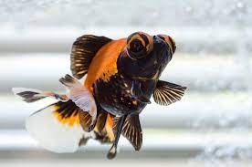 Maybe you would like to learn more about one of these? Butterfly Goldfish Care Guide Varieties Lifespan More With Pictures
