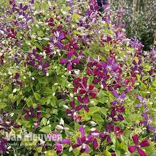 Maybe you would like to learn more about one of these? Clematis Flammula Sweet Summer Love Van Meuwen
