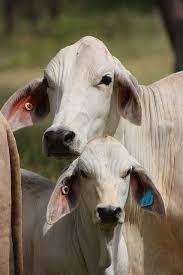 Brahman, any of several varieties of cattle originating in india and crossbred in the united states with improved beef breeds, producing the hardy beef animal known as the american brahman. 42 American Brahman Cattle Ideas Cattle Brahman Beef Cattle