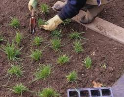 This makes installing the plugs easier because there is less grass/weeds to plug a hole through. Zoysia Grass Planting Care And Maintenance Garden Mandy