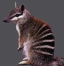 Endangered Australian Animals Unusual Animals Australian Native Animals Australian Animals