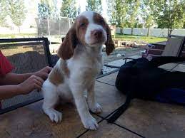 Litter Of 5 Brittany Puppies For Sale In Rigby Id Adn 44223 On Puppyfinder Com Gender Male Age 8 Weeks Puppies For Sale Brittany Puppies For Sale Puppies