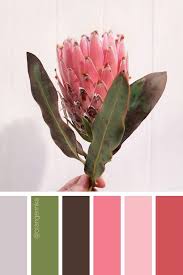 Protea Flower Color Palette Protea Flower Color Palette Colorful Flowers