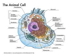 Animal cell coloring page from biology category. Animal Cells Coloring Worksheets Teaching Resources Tpt