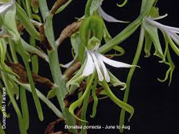 Image result for Eulophia hereroensis