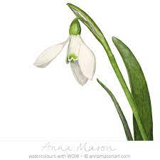 Portfolio Anna Mason Art Botanical Drawings Botanical Painting Botanical Watercolor