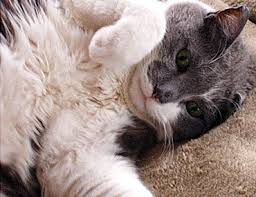 So please do not scold your cat for the accidents. Feline Coccidiosis A Cause Of Bloody Stool And Diarrhea In Cats