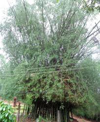 Image result for Bambusa