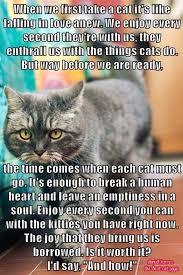 You might even need quotes for a new photo for. I Love My Cats Soo Much They Mean Everything To Me That When I Had To Put My Cat Down That I Cry Every Time I See Her Coll Pet Remembrance