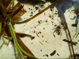 Coastline is land.you realize this right? Water Spider The Wildlife Trusts
