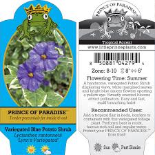 Image result for Lycianthes rantonnetii