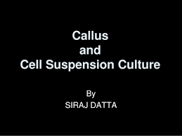 The inoculum should not be too. Pdf Callus And Cell Suspension Culture