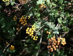 Image result for Schistostephium crataegifolium