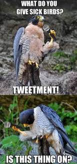 Funny Bird Jokes Funny Animal Photos Animal Captions Funny Animal Memes
