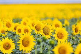 The Prettiest Sunflower Fields To Visit Across The U S Sunflower Fields Sunflower Field Photography Sunflower Field Near Me