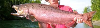 Chinook Salmon Kodiak Regional Aquaculture Association