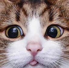 Pin De Mindy C Em 10 000 Cats Filhotes De Gatos Gatos Gatinhos Fofos