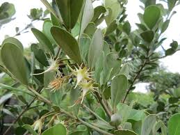 Image result for Mimusops afra