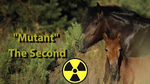 Mutant" The Second - a new hybrid przewalski's horse in Chornobyl Zone -  YouTube