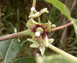 Image result for Manihot carthagenensis