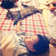 Japonya Nin En Uykucu Minnosu Evdeki Ufakliklarla Birlikte Uyuyan Kedi Toco Kedi Japonya Fotograf