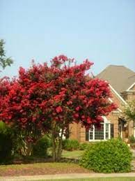 Maybe you would like to learn more about one of these? 12 Flowering Trees Oregon Ideas Flowering Trees Fast Growing Trees Tree Nursery