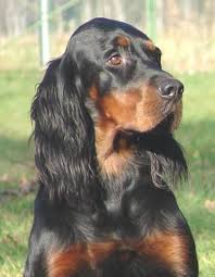 gordon setter welpen 34717 welpen gordon setter hundebilder