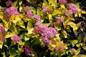 Yellow to chartreuse green but on the brighter yellow side in full sun spring foliage. Spiraea Japonica Goldflame Goldflame Japanese Spirea Compact Stock Photo Picture And Royalty Free Image Image 136380113