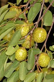Image result for Pseudolachnostylis maprouneifolia