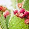 The prickly pear cactus is just among thousands of species of the now ubiquitous succulent plants. 1