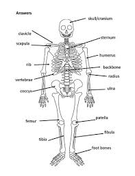 720 x 904 jpeg 49 кб. Label The Bones Worksheet Worksheets