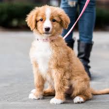 Although this dog may be a bit leery of strangers grooming like most dog breeds, the nova scotia duck tolling retriever should be bathed only when necessary and dried thoroughly after bathing. The Dogist Cute Dogs And Puppies Cute Dogs Retriever Puppy