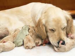 Der golden retriever ist wie sein urahne, der labrador retriever jede schattierung von gold oder cremefarben, weder rot noch mahagoni. Golden Retriever Welpe Kommt Grun Zur Welt Bildderfrau De