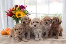 Mini Petite Goldendoodles Genetic Tested Copper Oaks Goldendoodles Goldendoodle Goldendoodle Puppy Goldendoodle Puppy For Sale
