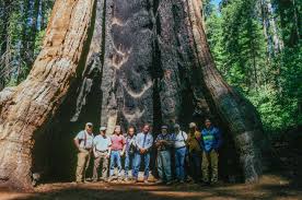 It has an estimated bole. Sequoiadendron Giganteum Giant Sequoia Description
