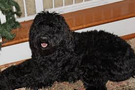 Black And White Aussiedoodle Full Grown Black Aussiedoodle 9 Months Aussiedoodle Dog Stairs Cute Animals