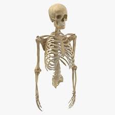 The cause of pain under the right rib cage can be the same as pain on the left. 3d Rib Cage Models Turbosquid